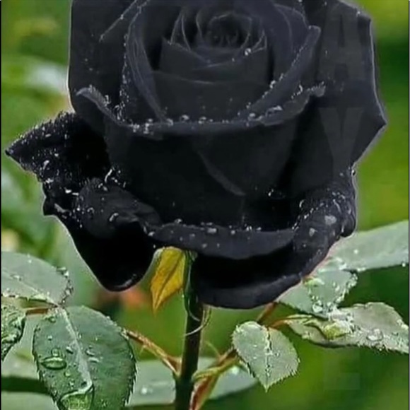 Thank you for visiting my closet - Picture 16 of 16